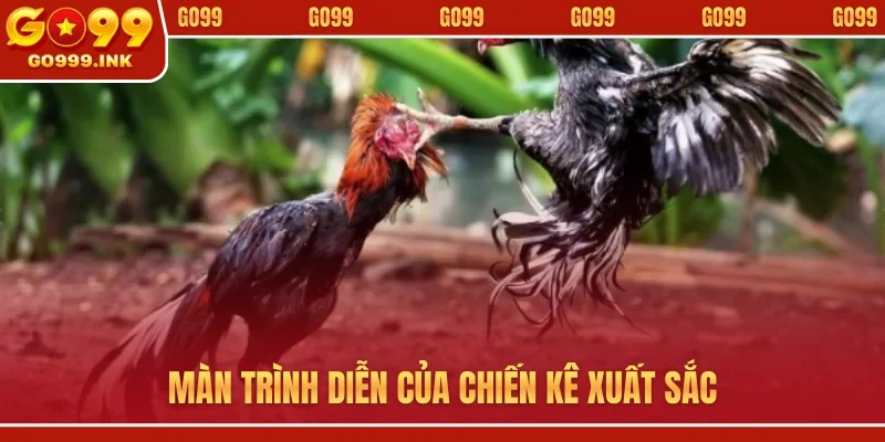 Màn trình diễn của chiến kê xuất sắc